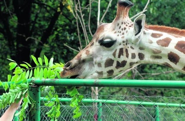 Są plany,  by przy wybiegu żyraf w nowym zoo powstała platforma widokowa dla zwiedzających