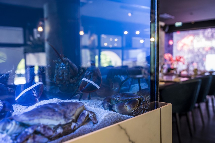 Lobster House, Warszawa: w centrum otwiera się ekskluzywna restauracja. W środku 7 akwariów ze skorupiakami z całej Europy