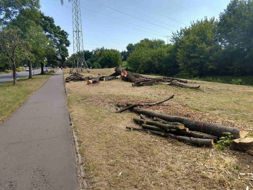 Kraków. Ruszyła budowa tramwaju na Górkę Narodową. Trzeba wyciąć ponad 3 tysiące drzew!