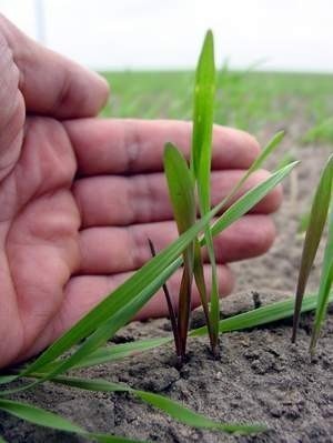 Zakwaszenie gleby jest powodem gorszego rozwoju roślin, a tym samym wpływa na to, że plony są gorsze. Fot. W. Wylegalski