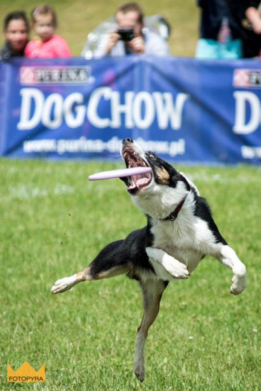 Dog Chow Disc Cup Poznań