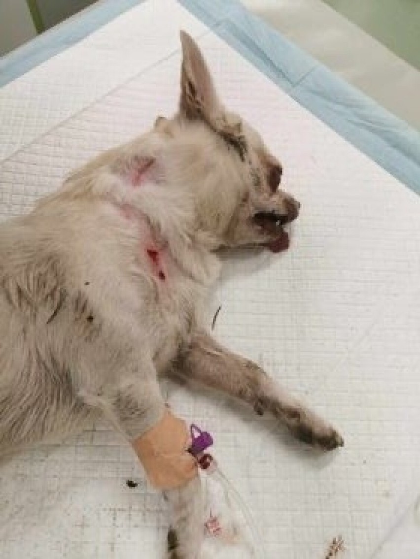 Agresywne psy zaatakowały w Mymoniu dziewczynkę spacerującą z pieskiem. Strach przed agresywnymi zwierzętami panuje we wsi od lat [WIDEO]