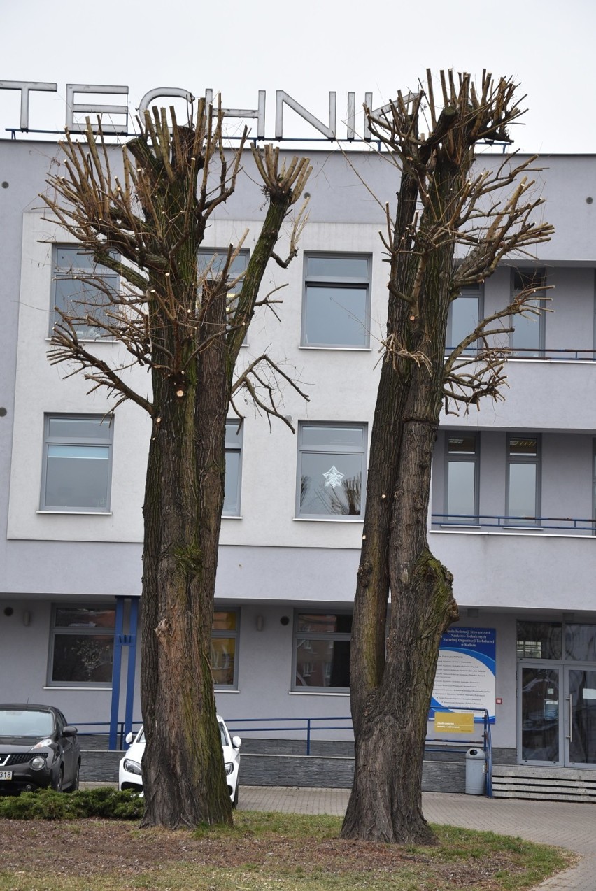 „Pielęgnacja drzew” po kalisku. Przez przycięcie koron oszpecono wejście do budynku NOT-u. Kto wydał zgodę? FOTO