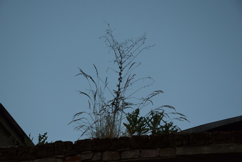 Na dachu zaś zaczęła rosnąć bujna roślinność.
