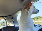 Kłobuccy policjanci uratowali psa, który biegał w pobliżu autostrady A1