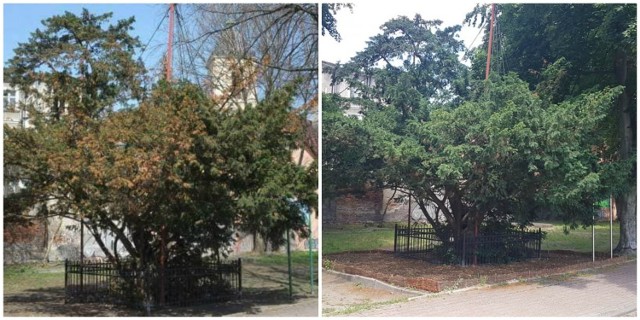 Po lewej: cis przy ul. Kopernika jeszcze rok temu. Po prawej: obecny stan zielonogórskiego pomnika przyrody.