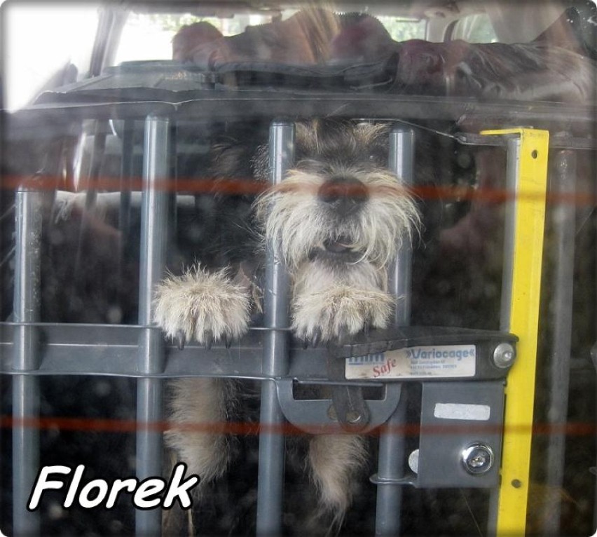 Reks Malbork: Pies wyrzucony z busa potrzebuje nowego domu