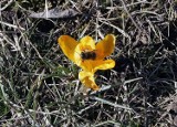 Idzie wiosna w Legnicy, zaczęły kwitnąć rośliny [ZDJĘCIA]