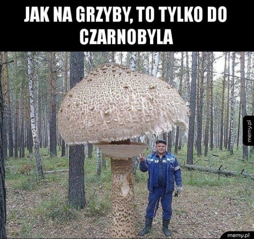 MEMY o grzybiarzach! Grzybobranie na wesoło.