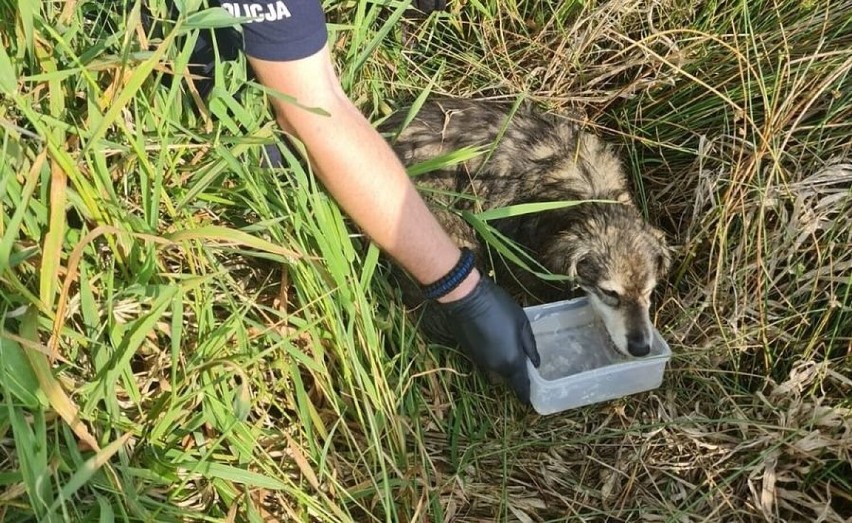 Po interwencji policjantów, zwierzę trafiło pod opiekę...