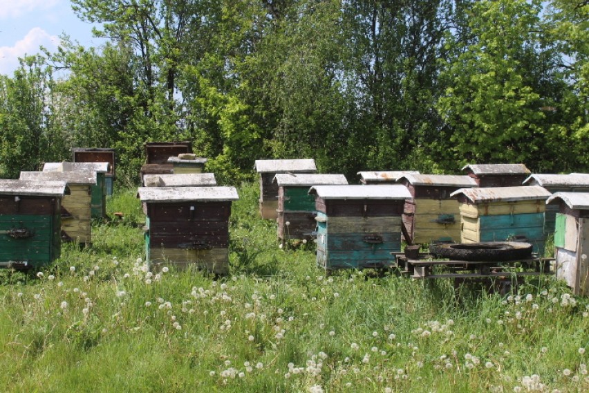 Rojenie się pszczół w Szostce w gminie Radziejów [zdjęcia]