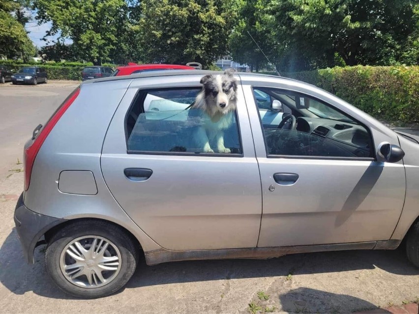 Kraków. W upalny dzień pies siedział w nagrzanym samochodzie! Dzięki błyskawicznej reakcji inspektorów KTOZ nic mu się nie stało