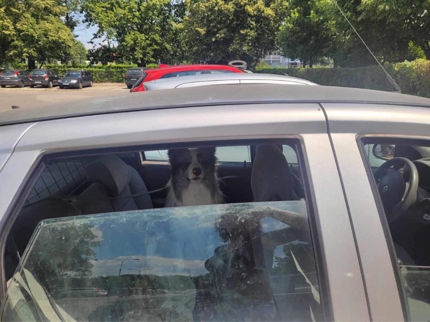 Kraków. W upalny dzień pies siedział w nagrzanym samochodzie! Dzięki błyskawicznej reakcji inspektorów KTOZ nic mu się nie stało