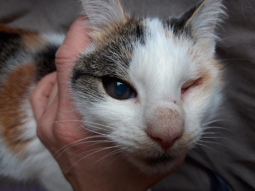 Kotka w wyniku mocnego ciosu w głowę straciła oko....
