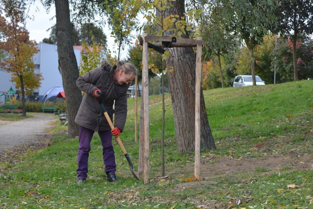 Nowe nasadzenia w Parku im. Oskara Tietza w Międzychodzie (15.10.2021).