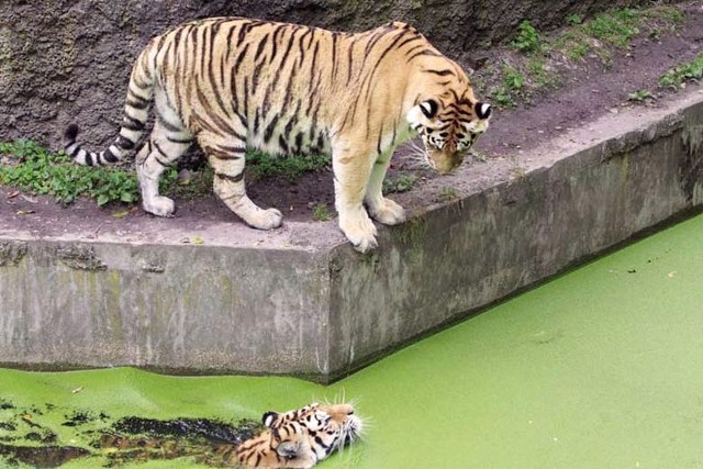 W niedzielę w ramach Święta Łodzi 2013 można bezpłatnie zwiedzić łódzkie zoo