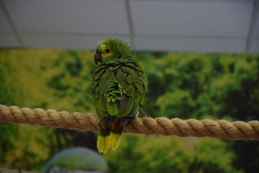 Odwiedziliśmy lubińską papugarnię! Otwarcie już 1 maja.