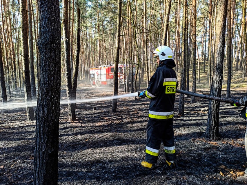 Pożar w lesie w Zwierzyńcu (powiat belchatowski)