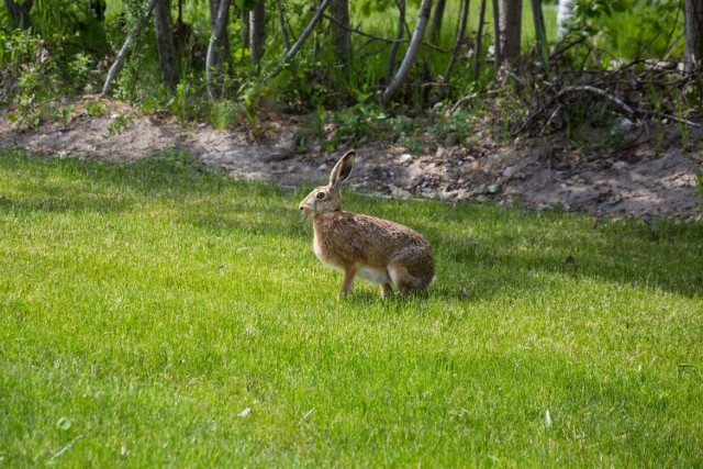 Park Czyżyny przy ulicy Stella-Sawickiego