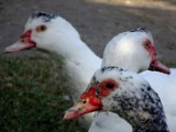 Ptasia grypa w województwie lubelskim. 40 tys. kaczek zostało wybitych
