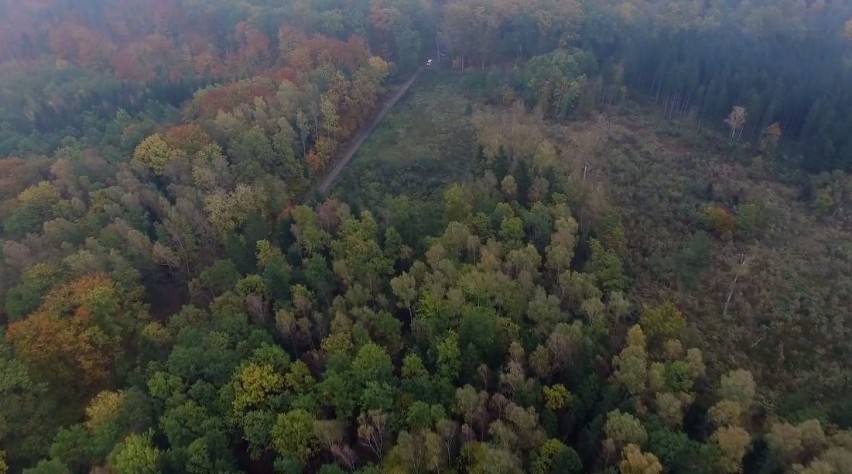 Inwentaryzacja dzików i przepiękne zdjęcia mazurskich lasów...