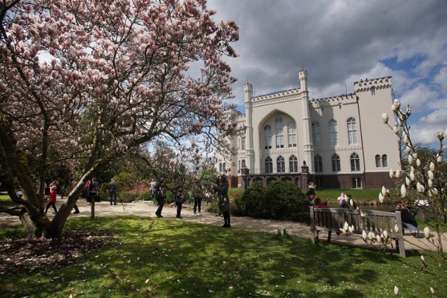 Arboretum w Kórniku słynie ze swoich 170-letnich, pięknych magnolii. Zwykle kwitną one jeszcze w kwietniu, jednak w tym roku ze względu na chłodną wiosnę kwiaty dopiero dochodzą do pełni kwitnienia. Część kwiatów wciąż jest w pąkach. To wyjątkowe miejsce można odwiedzać codziennie od godz. 10.00 do 19.00. Bilety wstępu ulgowe kosztują 7 zł, normalne 10 zł, a rodzinny 20 zł. Na terenie ogrodu nie trzeba nosić maseczek, o ile jesteśmy w stanie zachować dystans społeczny. 

Zobacz zdjęcia kwitnących magnolii w Arboretum przy zamku w Kórniku --->


Poznań: Otwarcie sklepu Primark w Posnanii. Zobacz:
