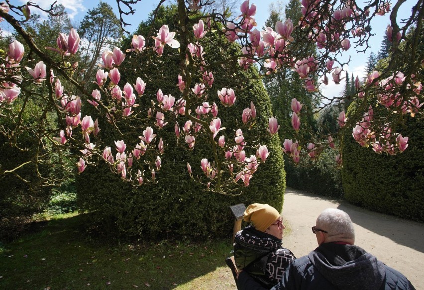 Arboretum w Kórniku słynie ze swoich 170-letnich, pięknych...