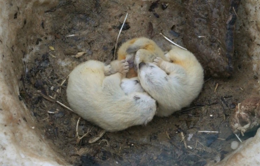 Śląski Ogród Zoologiczny ma nowe zwierzę. To rosomak z...