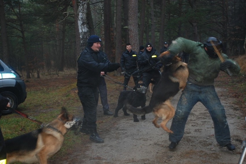 Wejherowo: Szkolili psy policyjne [zdjęcia i filmik]